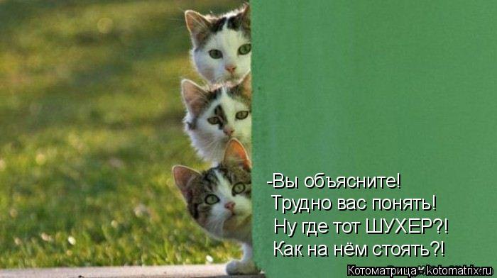 Котоматрица: -Вы объясните!  Трудно вас понять! Ну где тот ШУХЕР?! Как на нём стоять?!