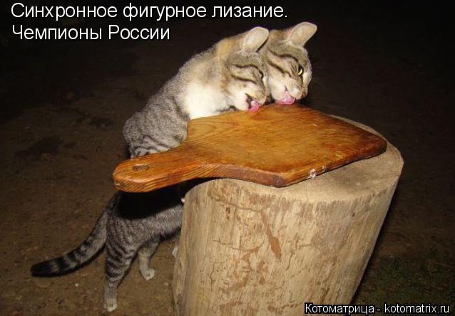 Котоматрица: Синхронное фигурное лизание. Чемпионы России