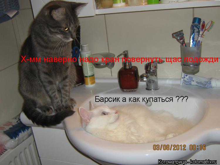 Котоматрица: Барсик а как купаться ??? Х-мм наверно надо кран повернуть щас подожди .