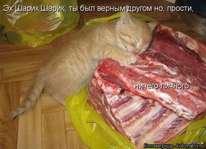 Котоматрица: Эх Шарик Шарик, ты был верным другом но, прости,  ничего личного...