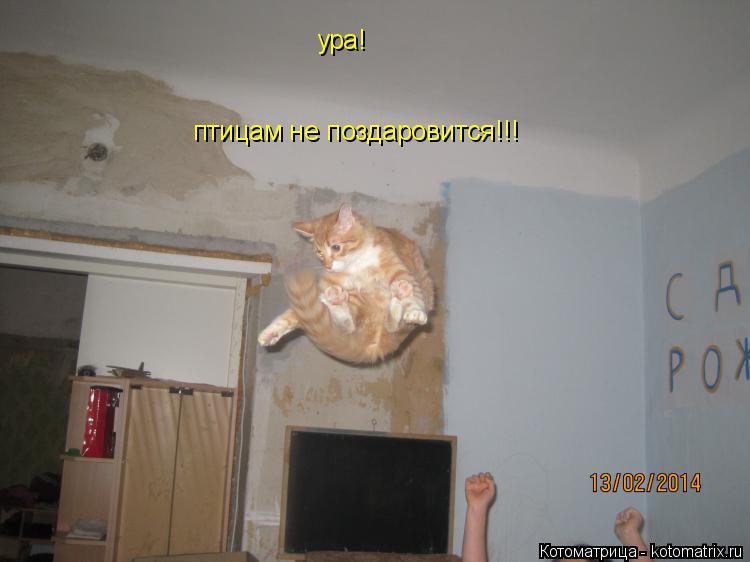 Котоматрица: ура! птицам не поздаровится!!!