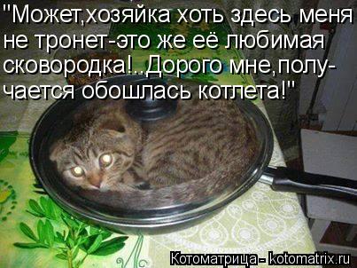 Котоматрица: "Может,хозяйка хоть здесь меня не тронет-это же её любимая сковородка!..Дорого мне,полу- чается обошлась котлета!"