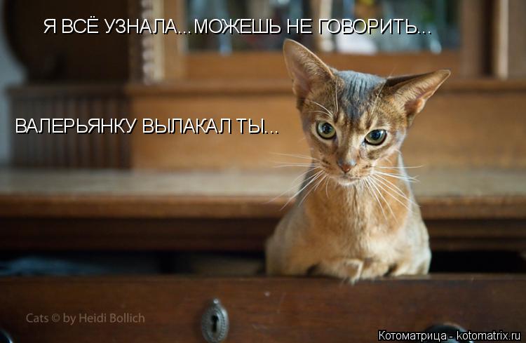 Я ВСЁ УЗНАЛА...МОЖЕШЬ НЕ ГОВОРИТЬ... ВАЛЕРЬЯНКУ ВЫЛАКАЛ ТЫ...... Котоматрица: Я ВСЁ УЗНАЛА...МОЖЕШЬ НЕ ГОВОРИТЬ... ВАЛЕРЬЯНКУ ВЫЛАКАЛ ТЫ...