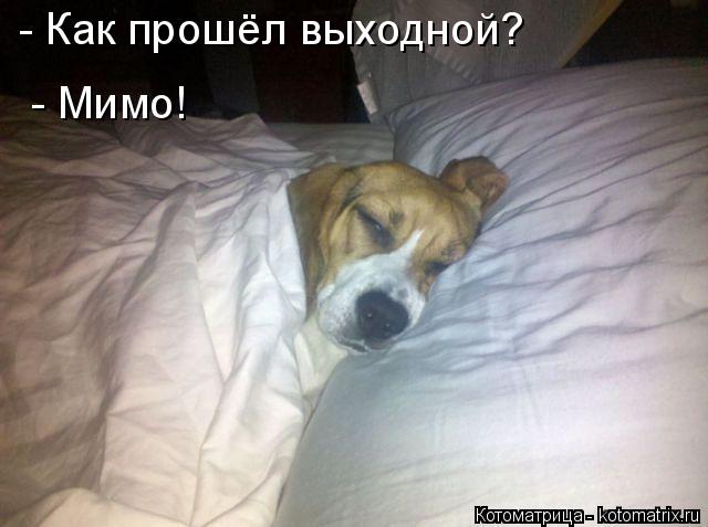 Котоматрица: - Как прошёл выходной? - Мимо!