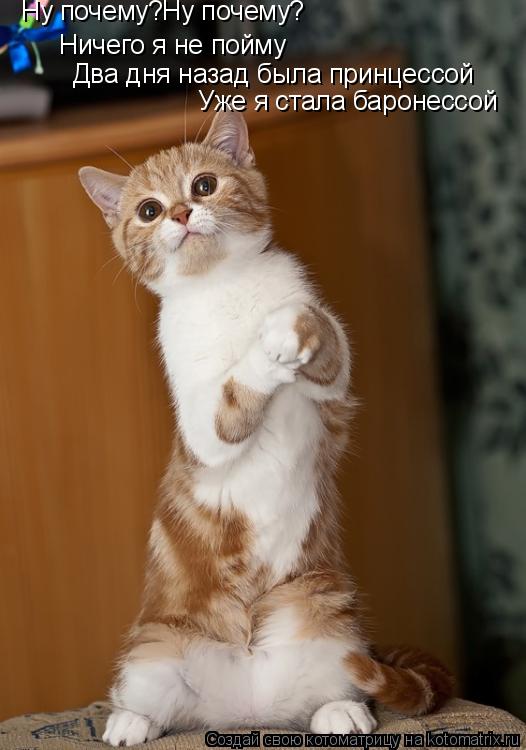 Котоматрица: Ну почему?Ну почему? Ничего я не пойму Два дня назад была принцессой Уже я стала баронессой