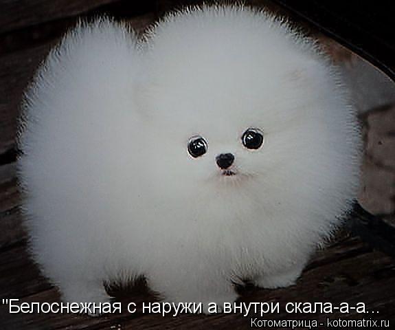 Котоматрица: "Белоснежная с наружи а внутри скала-а-а...
