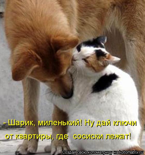 Котоматрица: - Шарик, миленький! Ну дай ключи  от квартиры, где  сосиски лежат!