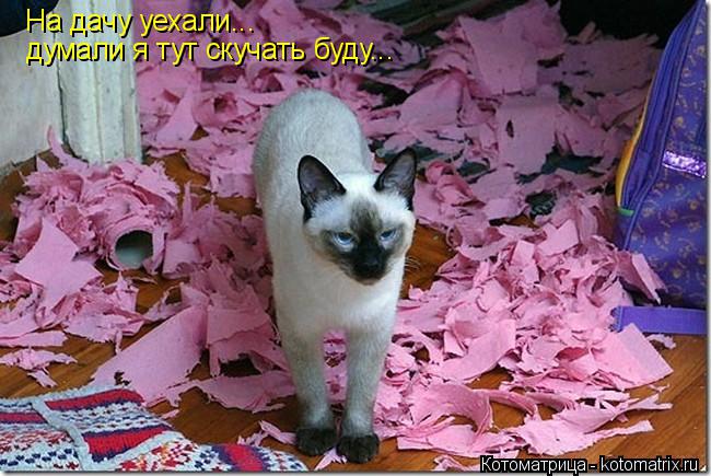 Котоматрица: На дачу уехали... думали я тут скучать буду...