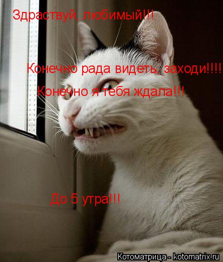 Котоматрица: Здраствуй, любимый!!! Конечно я тебя ждала!!! До 5 утра!!! Конечно рада видеть, заходи!!!!