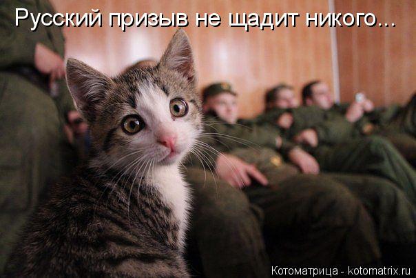 Котоматрица: Русский призыв не щадит никого...