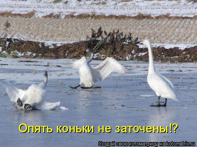 Котоматрица: Опять коньки не заточены!?