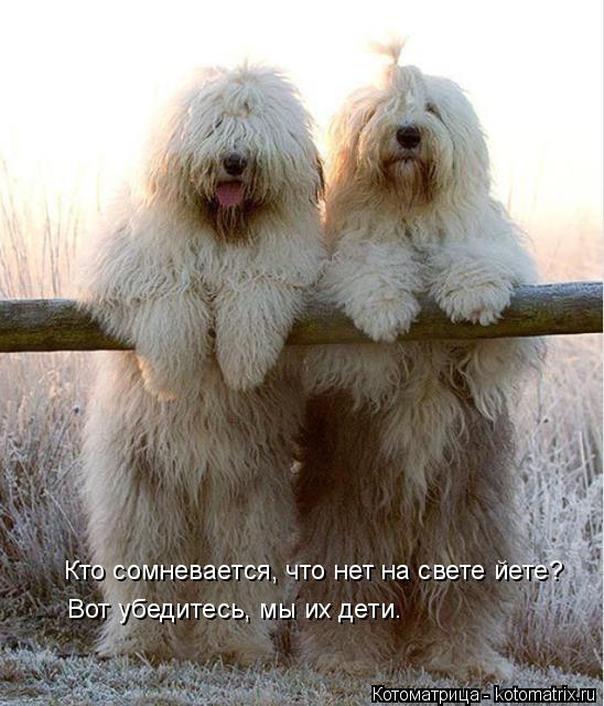 Котоматрица: Кто сомневается, что нет на свете йете? Вот убедитесь, мы их дети.