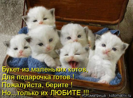 Котоматрица: Букет из маленьких котов, Для подарочка готов ! Пожалуйста, берите ! Но...только их ЛЮБИТЕ !!!
