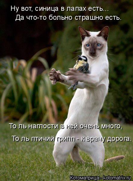Котоматрица: Ну вот, синица в лапах есть... Да что-то больно страшно есть. То ль наглости в ней очень много, То ль птичий грипп - к врачу дорога.
