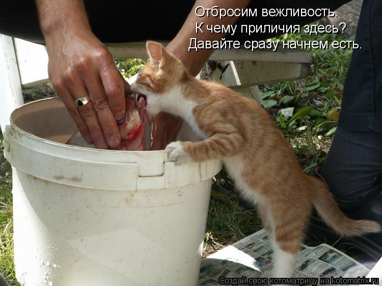 Котоматрица: Отбросим вежливость. К чему приличия здесь? Давайте сразу начнем есть.