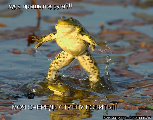 Куда прёшь,подруга?!! МОЯ ОЧЕРЕДЬ СТРЕЛУ ЛОВИТЬ!!!... Котоматрица: Куда прёшь,подруга?!! МОЯ ОЧЕРЕДЬ СТРЕЛУ ЛОВИТЬ!!!