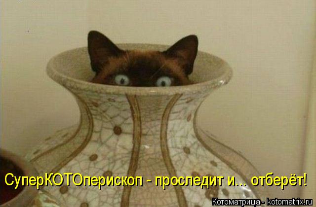 СуперКОТОперископ - проследит и... отберёт!... Котоматрица: СуперКОТОперископ - проследит и... отберёт!