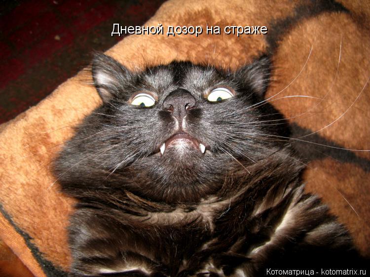 Котоматрица: Дневной дозор на страже
