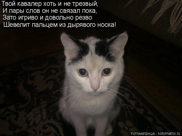Котоматрица: Твой кавалер хоть и не трезвый, И пары слов он не связал пока, Зато игриво и довольно резво Шевелит пальцем из дырявого носка!