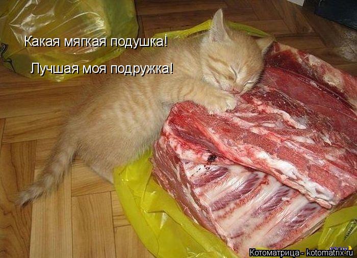 Котоматрица: Какая мягкая подушка! Лучшая моя подружка!