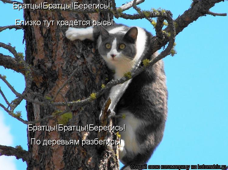 Котоматрица: Близко тут крадётся рысь! Братцы!Братцы!Берегись! Братцы!Братцы!Берегись! По деревьям разбегись!