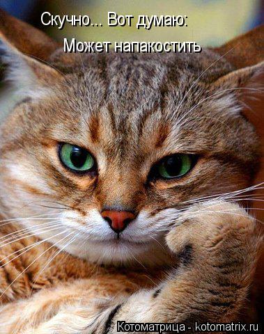 Котоматрица: Скучно... Вот думаю: может напакостить Скучно... Вот думаю:  Может напакостить