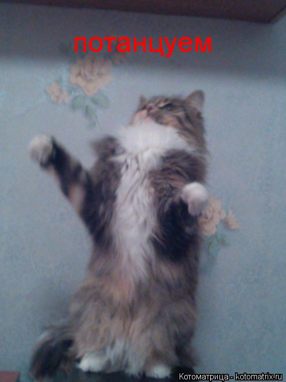 Котоматрица: потанцуем