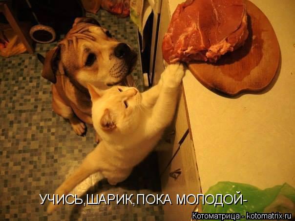 Котоматрица: УЧИСЬ,ШАРИК,ПОКА МОЛОДОЙ-