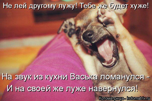 Котоматрица: Не лей другому лужу! Тебе же будет хуже! На звук из кухни Васька ломанулся -  И на своей же луже навернулся!