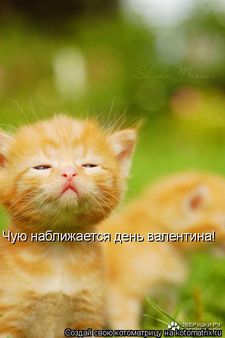 Котоматрица: Чую наближается день валентина Чую наближается день валентина!