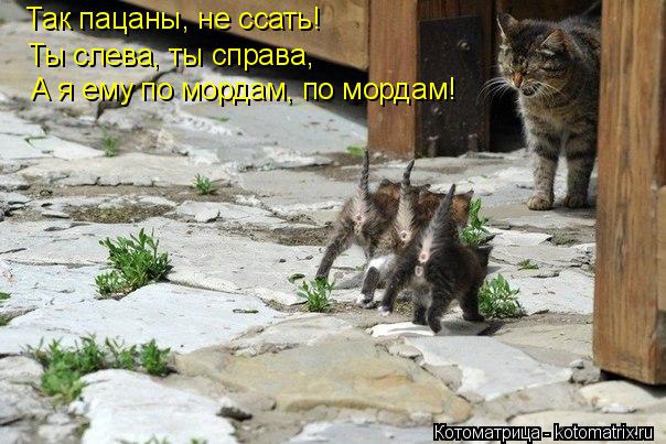 Котоматрица: Так пацаны, не ссать! Ты слева, ты справа, А я ему по мордам, по мордам!
