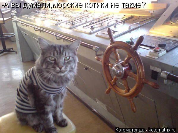 Котоматрица: -А вы думали,морские котики не такие?