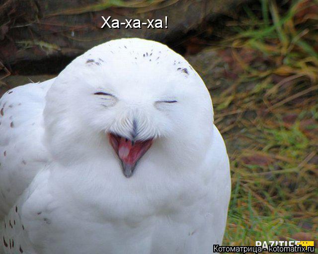 Ха-ха-ха!... Котоматрица: Ха-ха-ха!