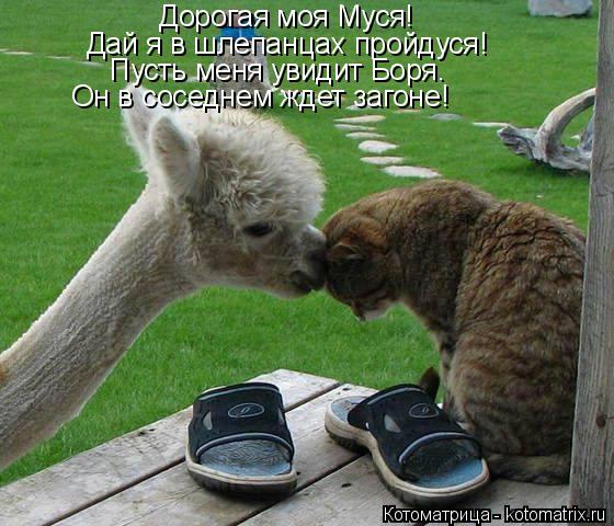 Котоматрица: Дорогая моя Муся! Дай я в шлепанцах пройдуся! Пусть меня увидит Боря. Он в соседнем ждет загоне!