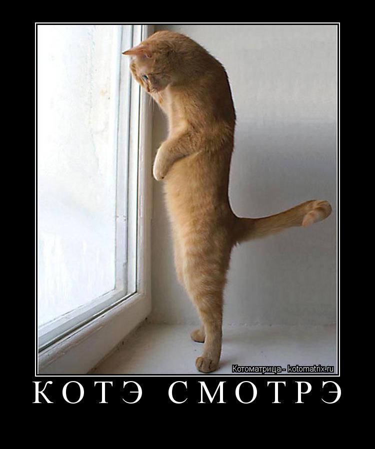 Котоматрица: КОТЭ СМОТРЭ 
