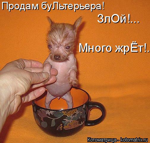 Котоматрица: Продам буЛьтерьера! ЗлОй!... Много жрЁт!..
