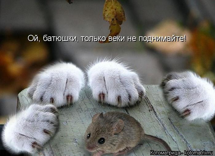 Котоматрица: Ой, батюшки, только веки не поднимайте!