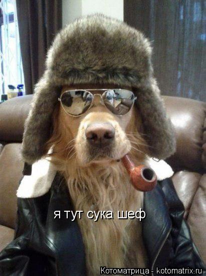 Котоматрица: я тут сука шеф и ни слова больше солаги я тут сука шеф