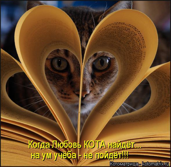 Когда Любовь КОТА найдёт... на ум учёба - не пойдёт!!!... Котоматрица: Когда Любовь КОТА найдёт... на ум учёба - не пойдёт!!!