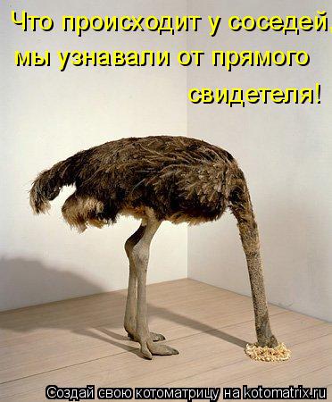 Котоматрица: Что происходит у соседей, мы узнавали от прямого свидетеля!