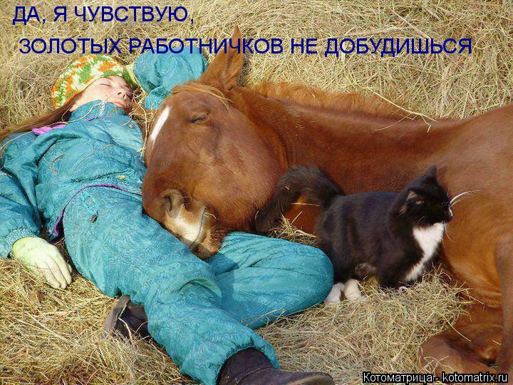 Котоматрица: ДА, Я ЧУВСТВУЮ, ЗОЛОТЫХ РАБОТНИЧКОВ НЕ ДОБУДИШЬСЯ