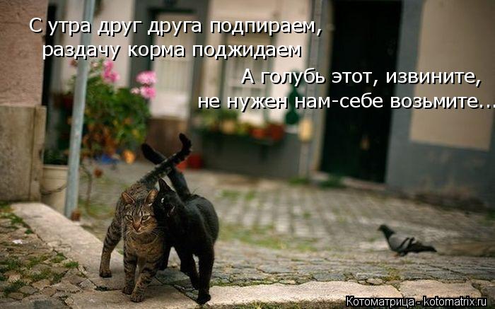 Котоматрица: С утра друг друга подпираем, раздачу корма поджидаем А голубь этот, извините, не нужен нам-себе возьмите...