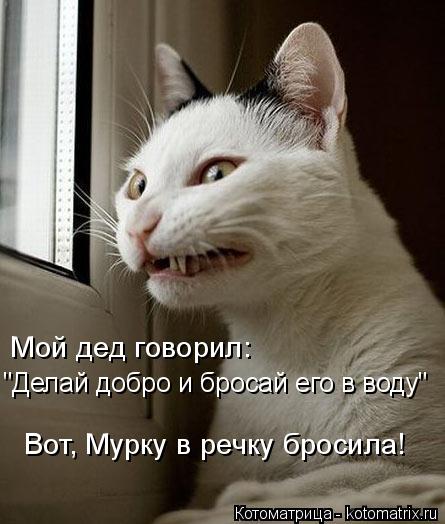 Котоматрица: Мой дед говорил: "Делай добро и бросай его в воду" Вот, Мурку в речку бросила!