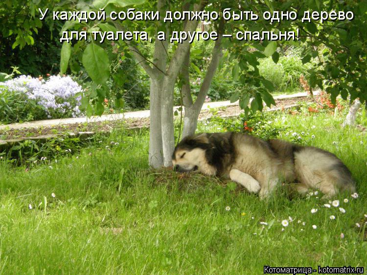 Котоматрица: для туалета, а другое – спальня! У каждой собаки должно быть одно дерево