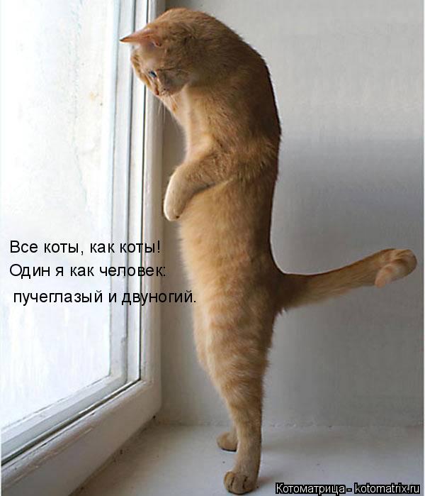 Котоматрица: Все коты, как коты! Один я как человек: пучеглазый и двуногий.
