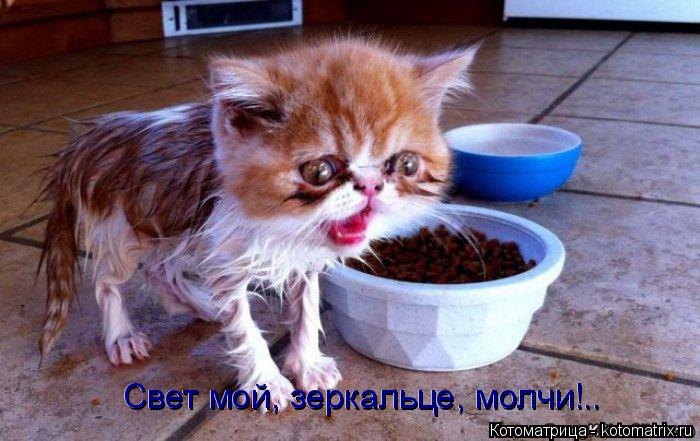 Свет мой, зеркальце, молчи!.. Свет мой, зеркальце, молчи!..... Котоматрица: Свет мой, зеркальце, молчи!.. Свет мой, зеркальце, молчи!..