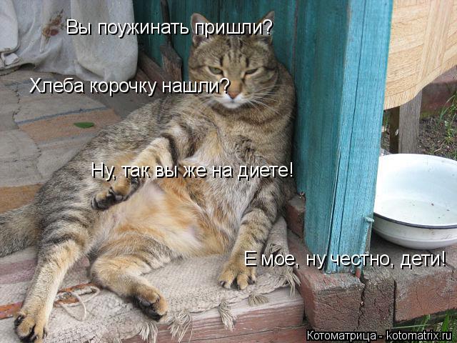 Котоматрица: Вы поужинать пришли? Хлеба корочку нашли? Ну, так вы же на диете! Е мое, ну честно, дети!