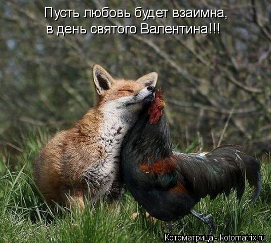Котоматрица: Пусть любовь будет взаимна, в день святого Валентина!!!