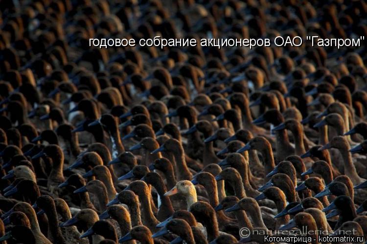 Котоматрица: годовое собрание акционеров ОАО "Газпром"
