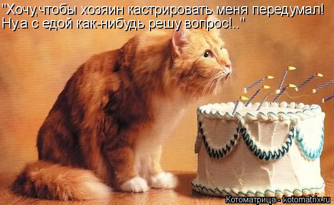 Котоматрица: "Хочу,чтобы хозяин кастрировать меня передумал! Ну.а с едой как-нибудь решу вопрос!.."